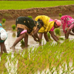 Kanchipuram, Tamil Nadu,india - December 2, 2012:Women plant rice in paddy fields at Kanchipuram, India.