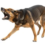 aggressive-snarling-dog-ferocious-stance-600nw-2665847987