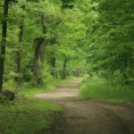 forest-path-v3-13197528