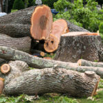 istockphoto-1218322828-612x612