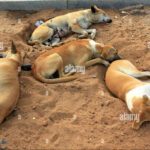 a-group-of-stray-dogs-sleeping-EJ5D36